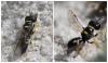 Tracheliodes quinquenotatus